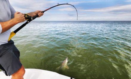 Someone is Allegedly Branding Sharks in South Carolina