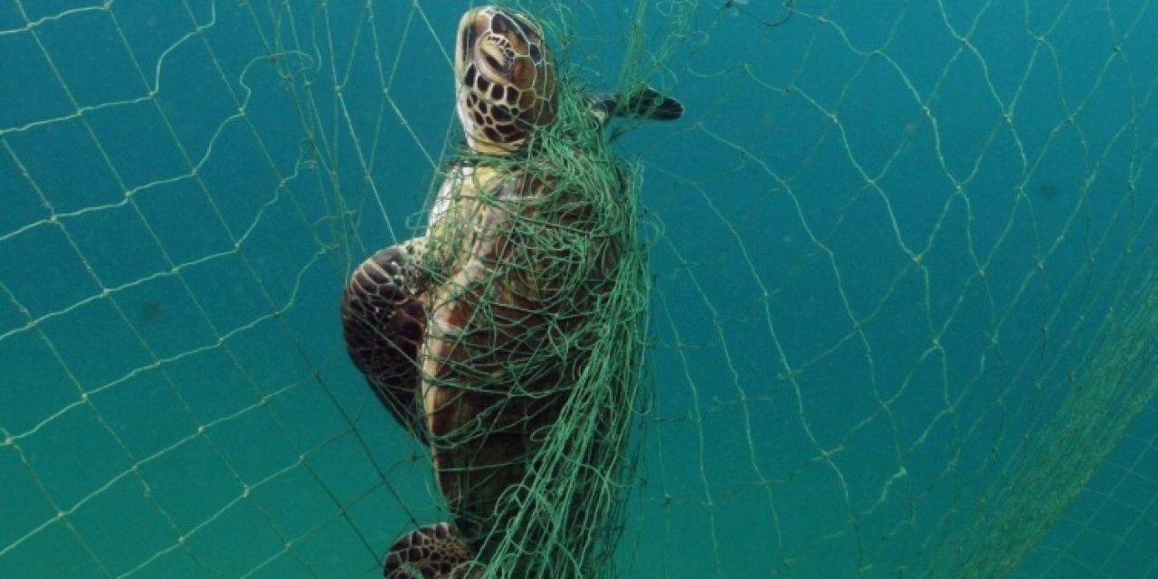 Sportfishing Industry Leader Testifies Before U.S. House of Representatives on Drift Gillnet Phaseout