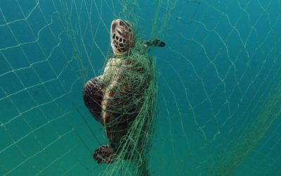 Sportfishing Industry Leader Testifies Before U.S. House of Representatives on Drift Gillnet Phaseout