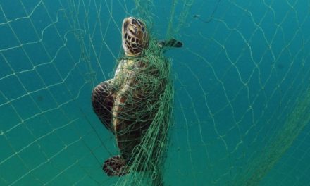 Sportfishing Industry Leader Testifies Before U.S. House of Representatives on Drift Gillnet Phaseout