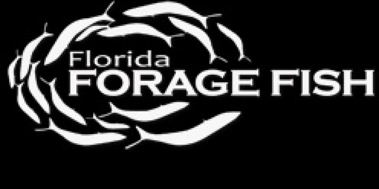 Sportfishing Industry’s Conservation Foundation Donates Funding to Advance Forage Fish Research