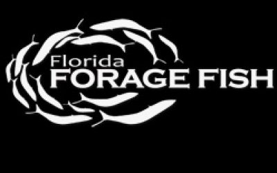 Sportfishing Industry’s Conservation Foundation Donates Funding to Advance Forage Fish Research