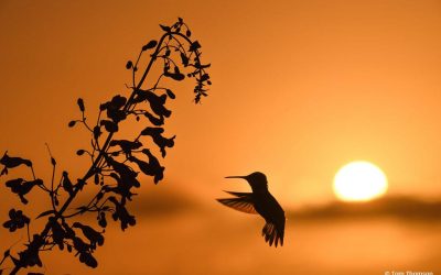 Telephoto Techniques Assignment Winner Tom Thomson