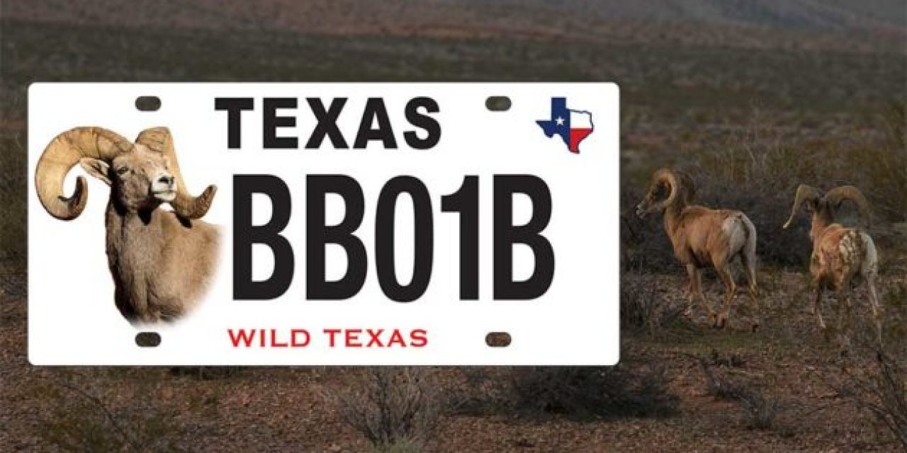 Texas Has a New Bighorn Sheep License Plate, Adding to the State’s Conservation-Themed Designs