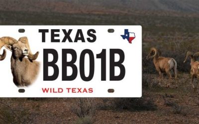 Texas Has a New Bighorn Sheep License Plate, Adding to the State’s Conservation-Themed Designs