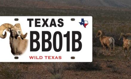 Texas Has a New Bighorn Sheep License Plate, Adding to the State’s Conservation-Themed Designs