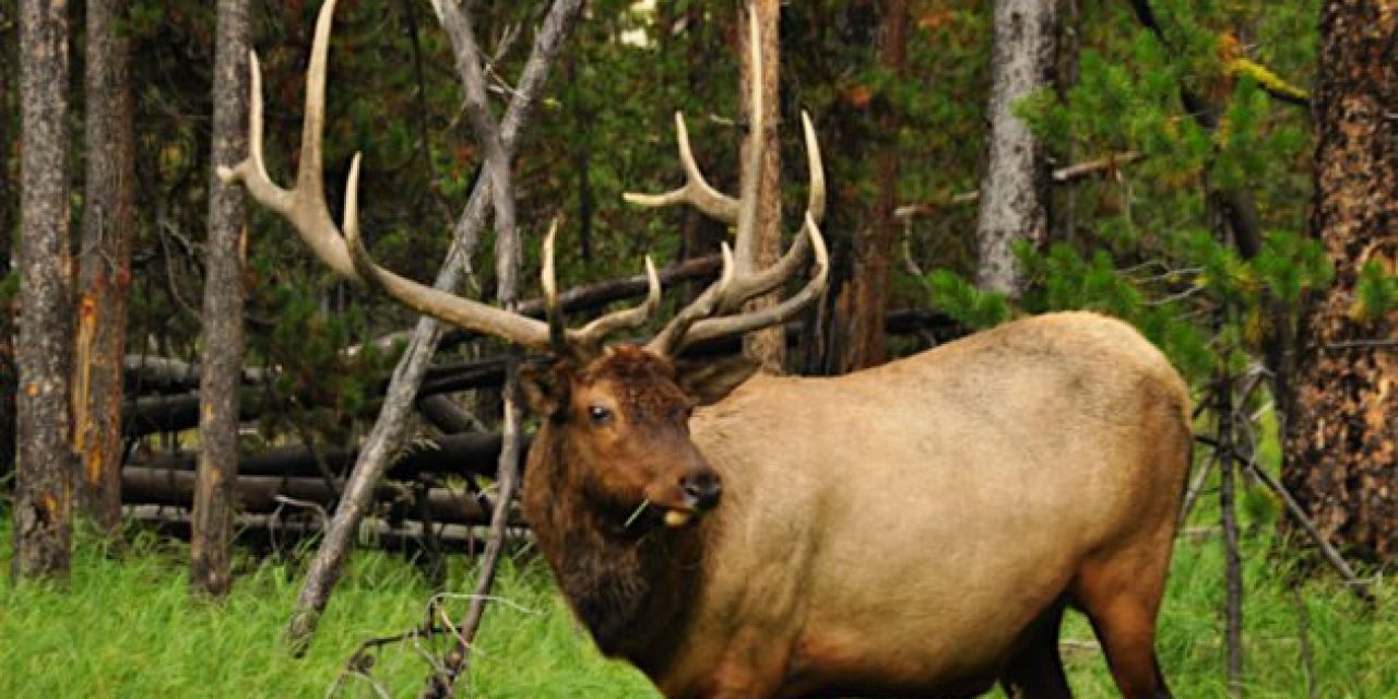 The 10 Best Elk Hunting Areas in North America