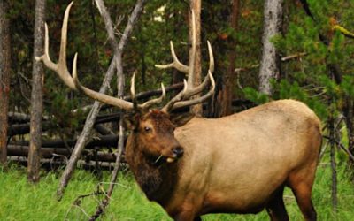 The 10 Best Elk Hunting Areas in North America