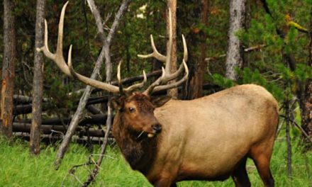 The 10 Best Elk Hunting Areas in North America