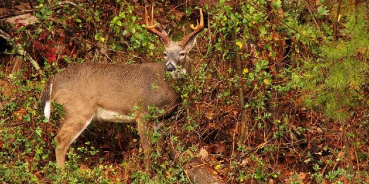 The 2018-19 North Carolina Deer Season Harvest Numbers Aren’t Great, But They Aren’t Horrible Either