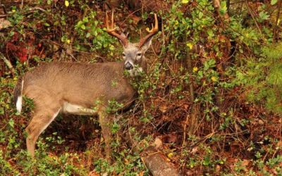 The 2018-19 North Carolina Deer Season Harvest Numbers Aren’t Great, But They Aren’t Horrible Either