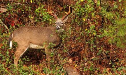 The 2018-19 North Carolina Deer Season Harvest Numbers Aren’t Great, But They Aren’t Horrible Either