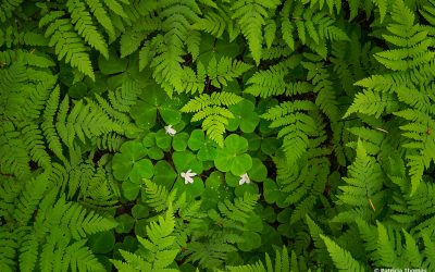 The Green Scene Assignment Winner Patricia Thomas
