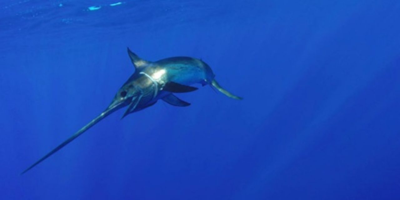 The Surprising Story of Swordfish You May Not Know