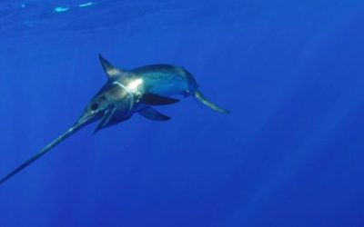 The Surprising Story of Swordfish You May Not Know