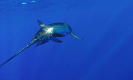 The Surprising Story of Swordfish You May Not Know