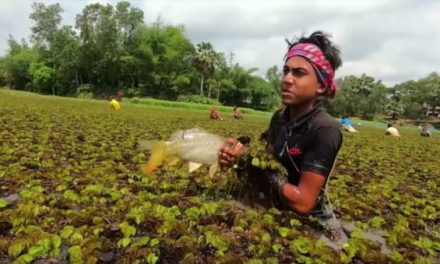 These Guys Have Mastered the Art of Hand Fishing