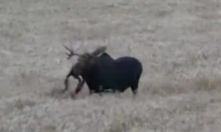 This Archery Moose Kill Will Make You Itch for Hunting Season to Return