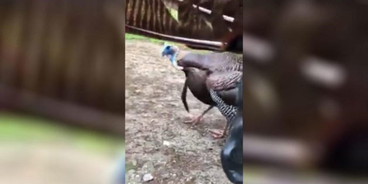 This Guy Literally Picks a Fight With a Turkey