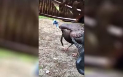 This Guy Literally Picks a Fight With a Turkey