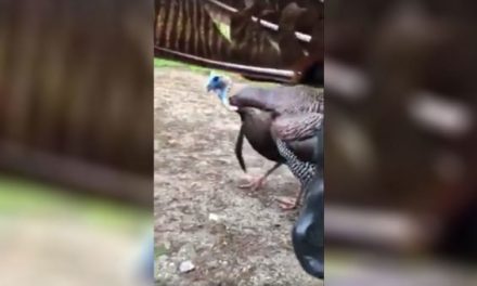 This Guy Literally Picks a Fight With a Turkey