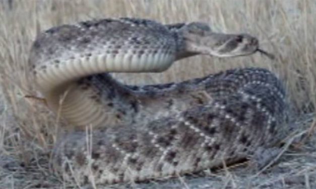 Video: Bowhunter Arrows Rattlesnake Right in the Head