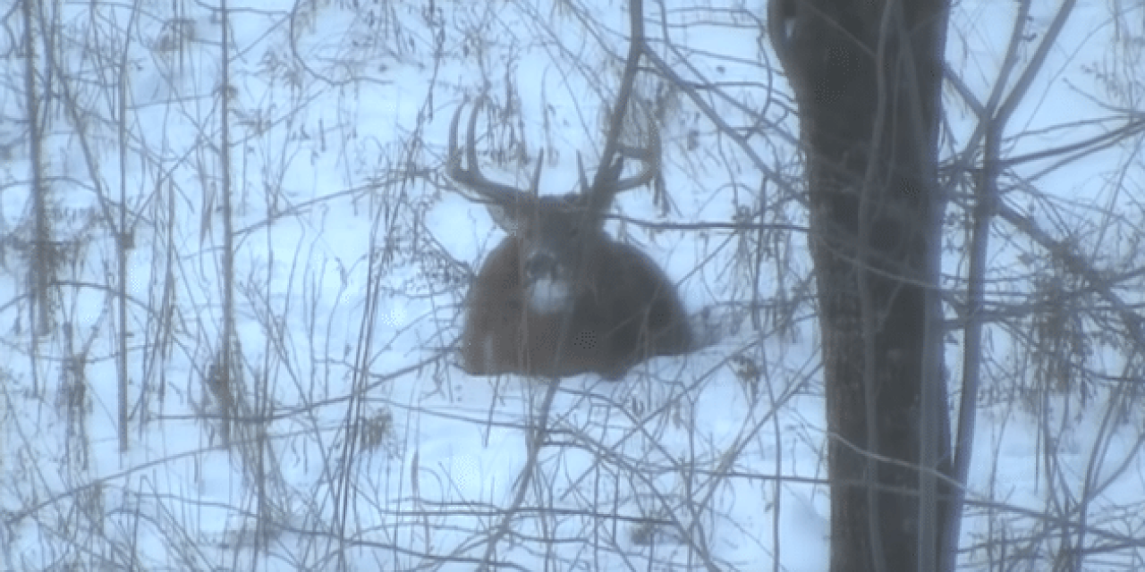 Video: Buck Instantly Drops Its Antlers When Arrow Connects