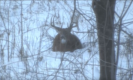 Video: Buck Instantly Drops Its Antlers When Arrow Connects