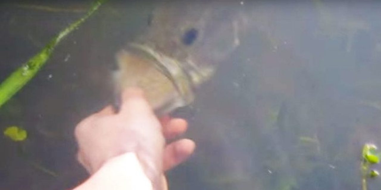 Watch This Kid Catch a Giant Bass With His Bare Hands