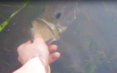Watch This Kid Catch a Giant Bass With His Bare Hands