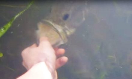 Watch This Kid Catch a Giant Bass With His Bare Hands