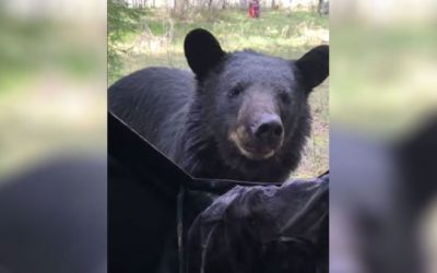 When You Can’t Hunt Because There’s a Bear Standing in the Way