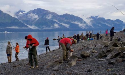 Alaska Sockeye Limit Raised in Resurrection Bay, So Now Would Be the Time to Go