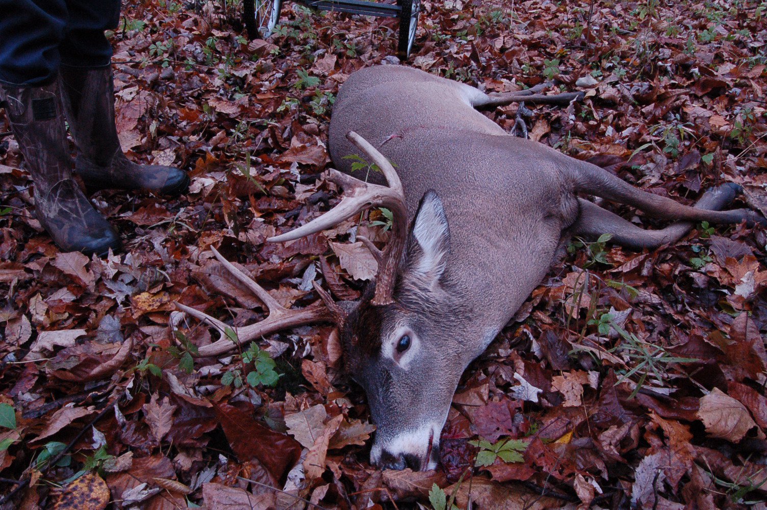 Nonresident Michigan Deer Hunting