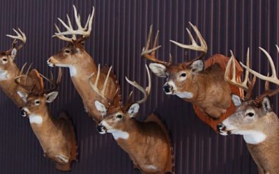 An Outsider’s Look at Michigan Deer Hunting