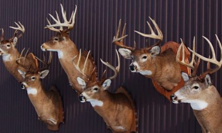 An Outsider’s Look at Michigan Deer Hunting