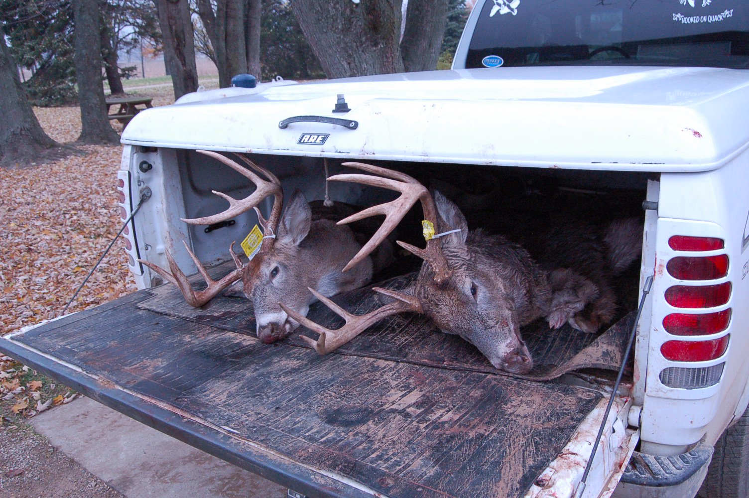 Nonresident Michigan Deer Hunting