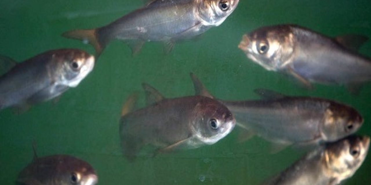 Army Corps Approves Plan to Block Asian Carp from Great Lakes