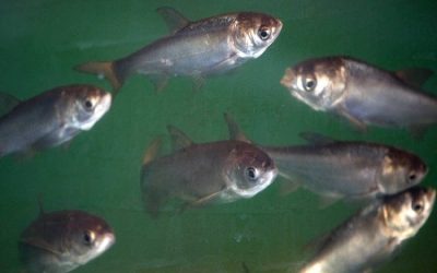 Army Corps Approves Plan to Block Asian Carp from Great Lakes