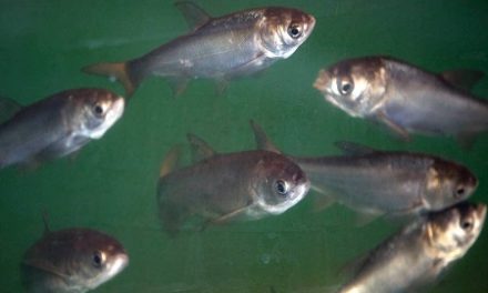 Army Corps Approves Plan to Block Asian Carp from Great Lakes