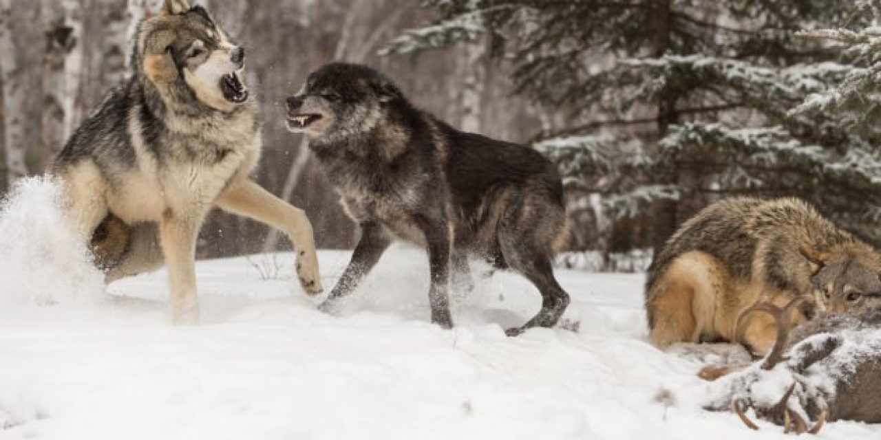 B.C. Wolf Cull Proving Beneficial for Struggling Caribou Population