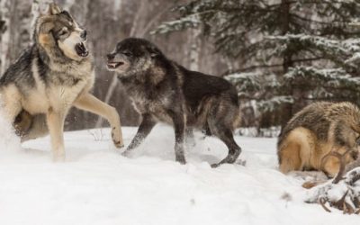 B.C. Wolf Cull Proving Beneficial for Struggling Caribou Population