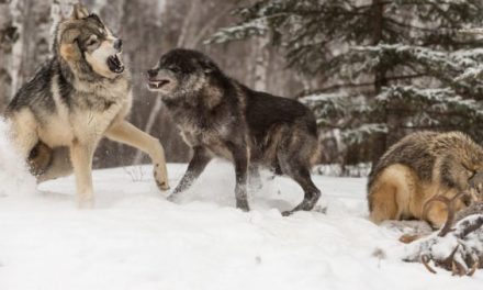 B.C. Wolf Cull Proving Beneficial for Struggling Caribou Population