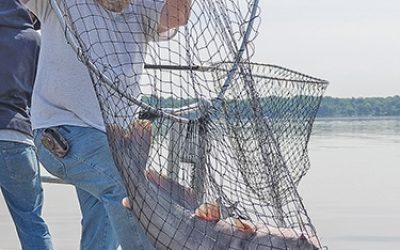 Biologists fear catfish spread after last year’s record deluge