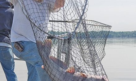 Biologists fear catfish spread after last year’s record deluge