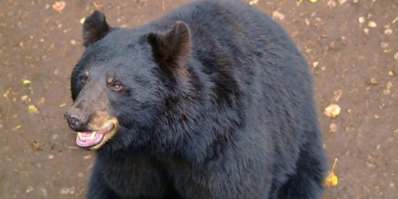 Black Bear Drinks Too Much Beer, Passes Out on Lawn