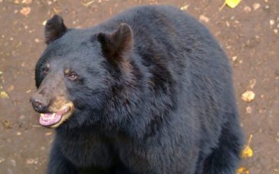 Black Bear Drinks Too Much Beer, Passes Out on Lawn