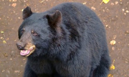 Black Bear Drinks Too Much Beer, Passes Out on Lawn