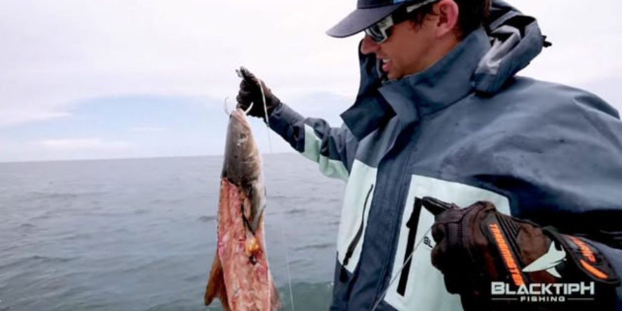 BlacktipH Chases Goliath Groupers in Recycle Bait Challenge