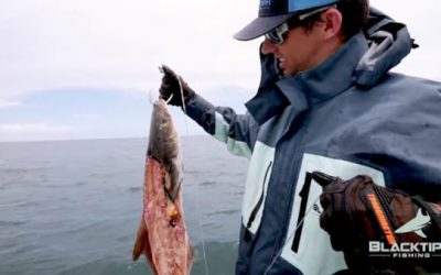 BlacktipH Chases Goliath Groupers in Recycle Bait Challenge